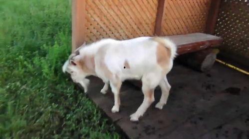 羊视频搞笑,羊视频搞笑集锦